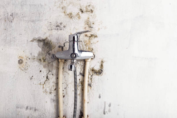 Best Emergency Mold Remediation in Pearsall, TX