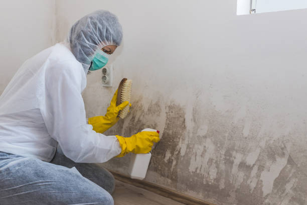 Best Mold Testing and Inspection Services in Pearsall, TX