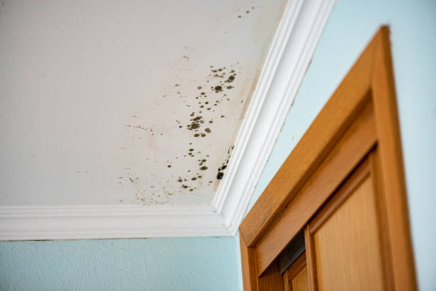 Best Industrial Mold Remediation in Pearsall, TX
