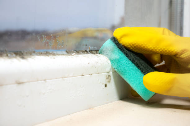 Best HVAC Mold Remediation in Pearsall, TX