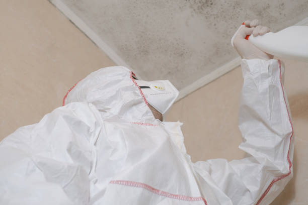 Best Black Mold Remediation in Pearsall, TX